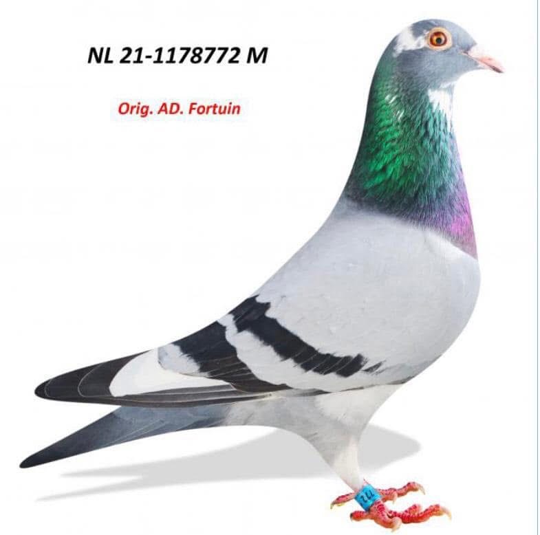 RO 23-0144599 RO 23-0144599