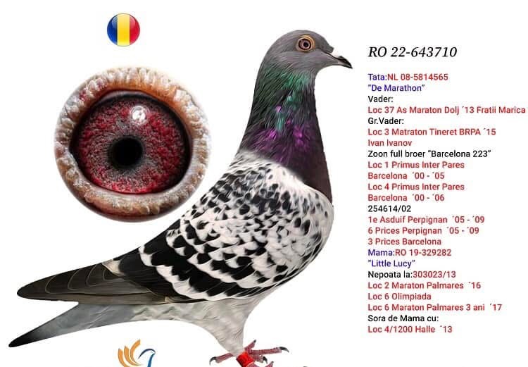 RO 23-0144599 RO 23-0144599