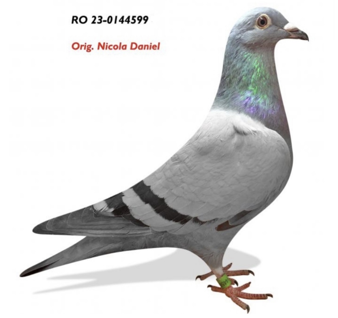 RO 23-0144599 RO 23-0144599