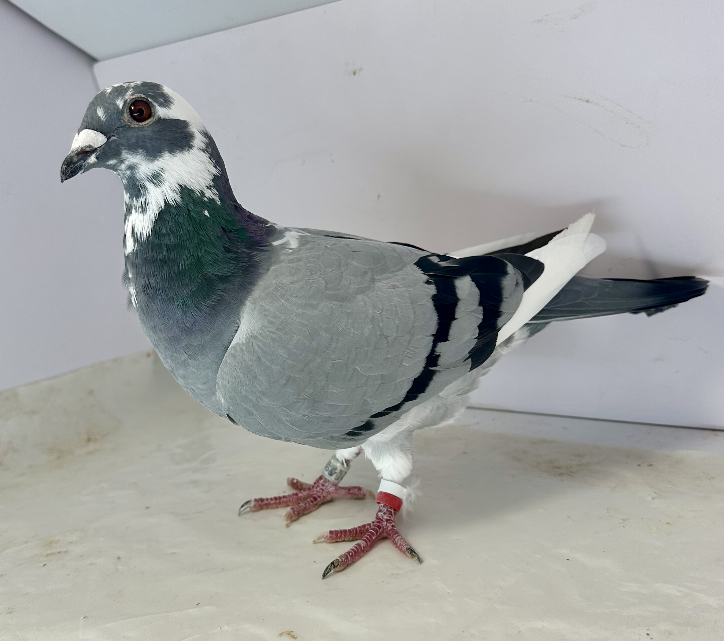 RO 25-0902552