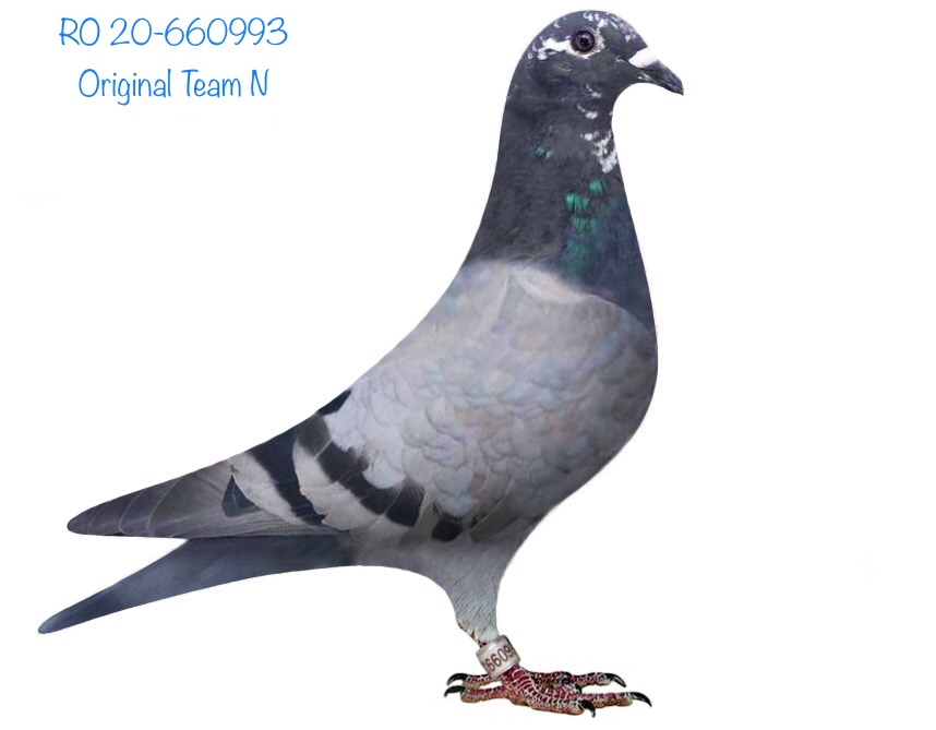 RO 20-660993 RO 20-660993