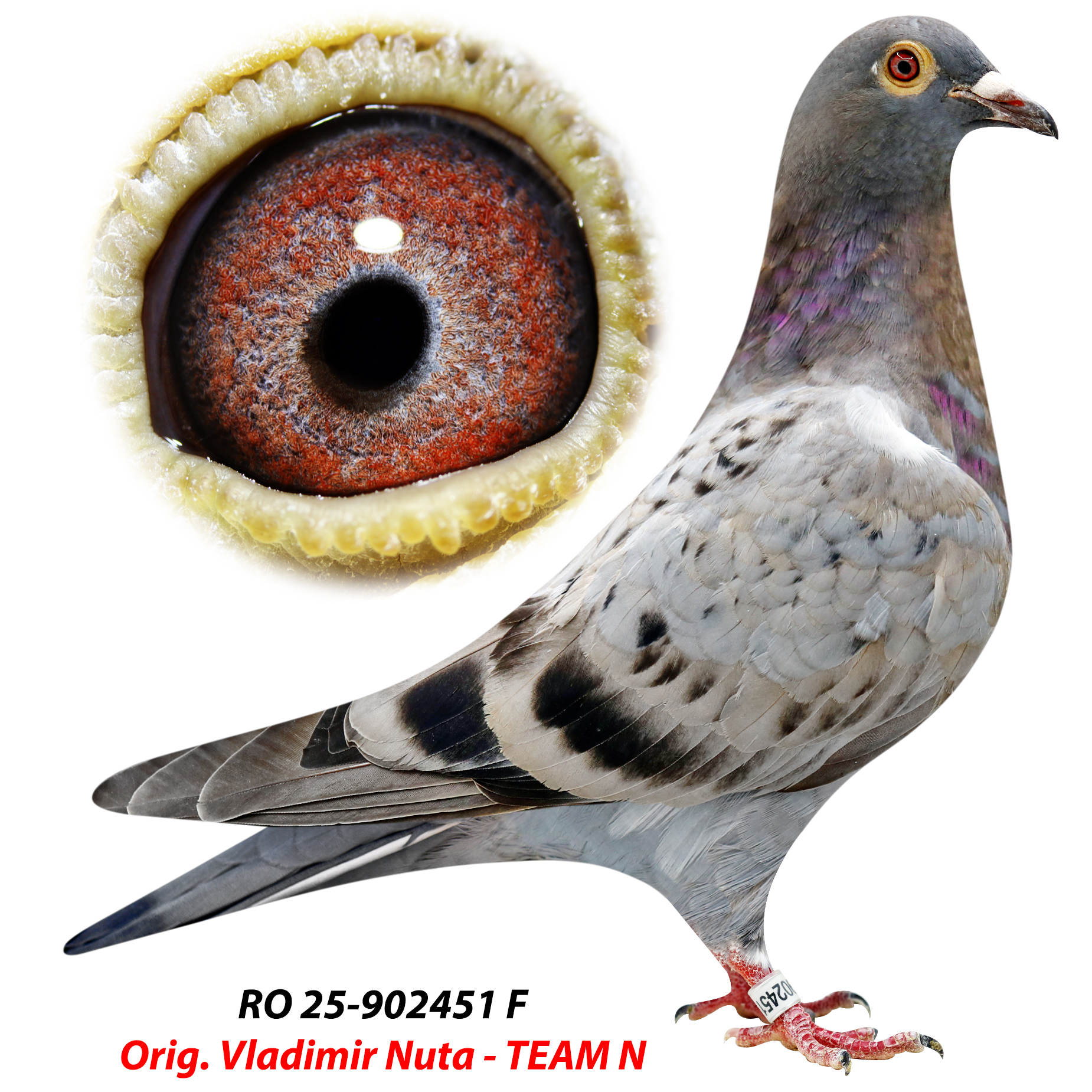 RO 25-0902451 RO 25-0902451