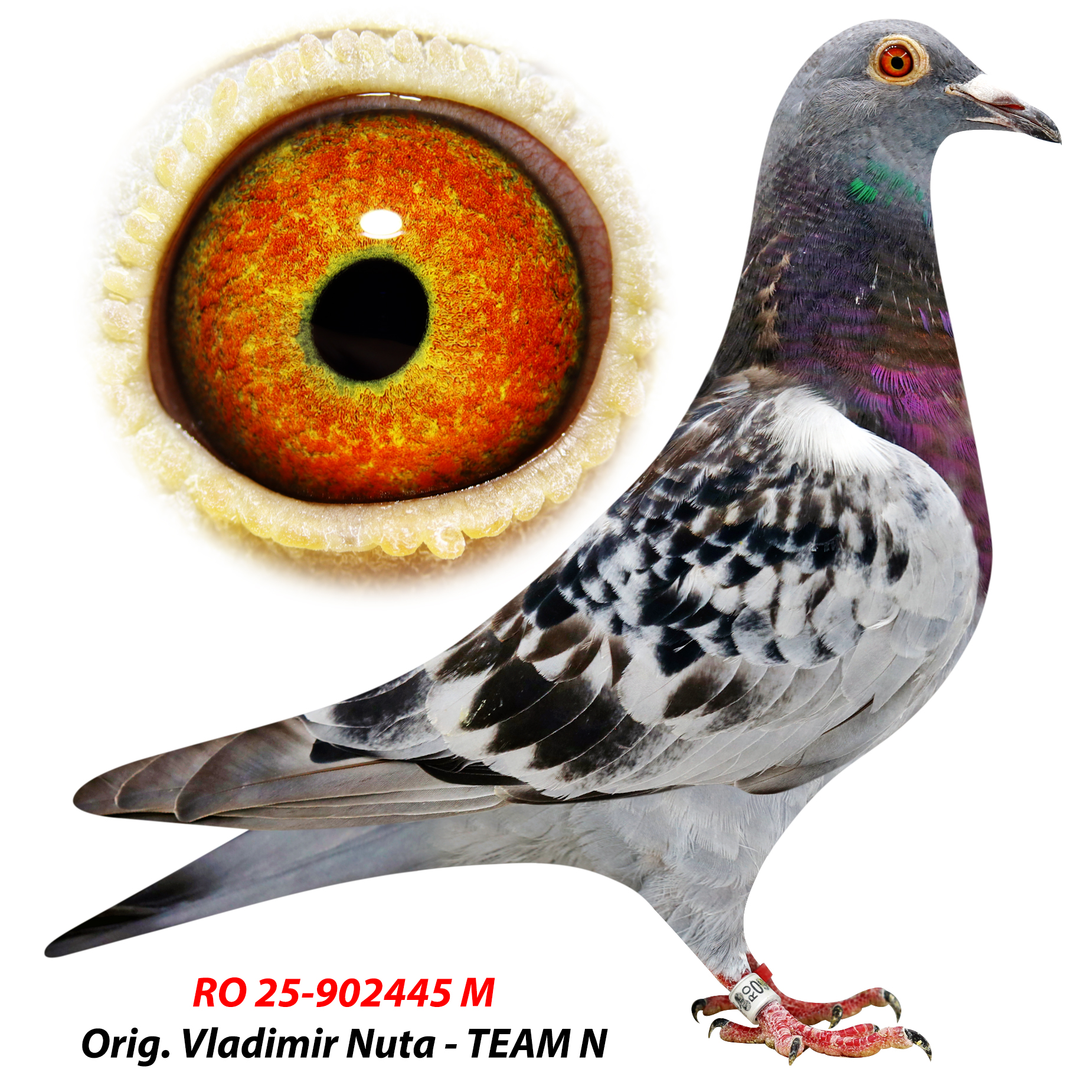 RO 25-0902445