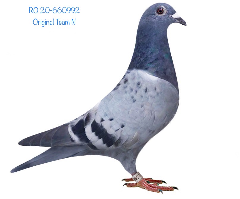 RO 20-660992 RO 20-660992