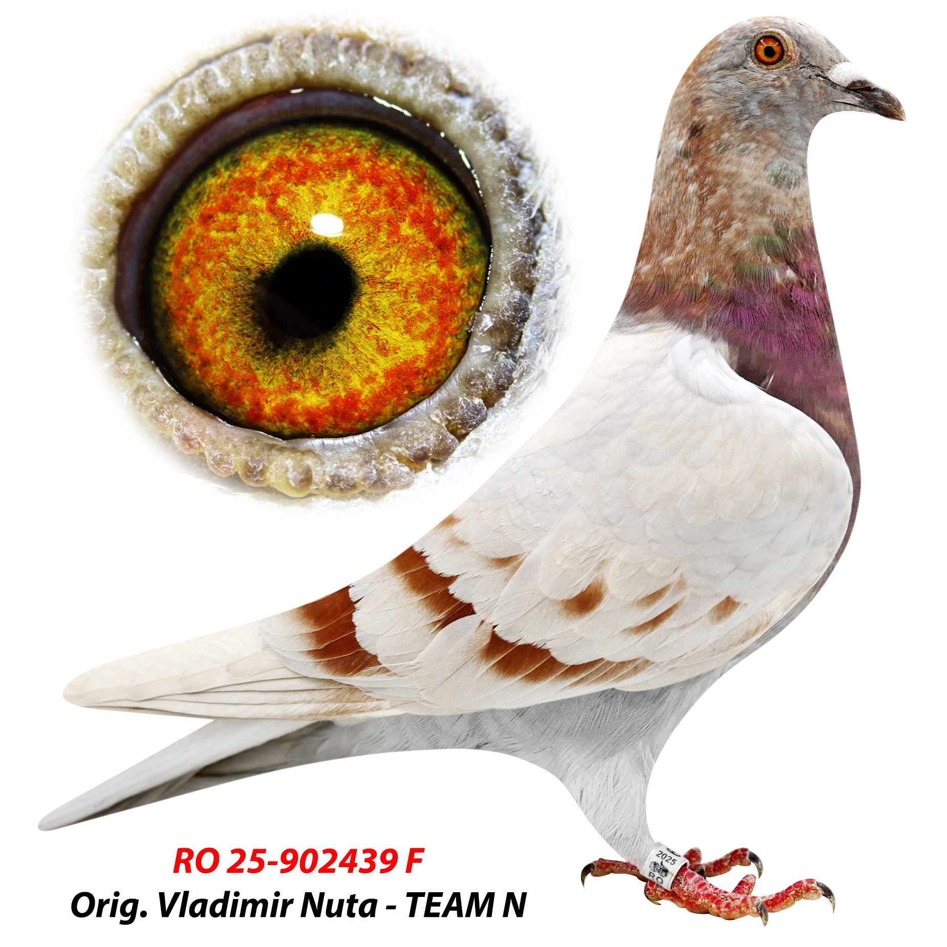 RO 25-0902439