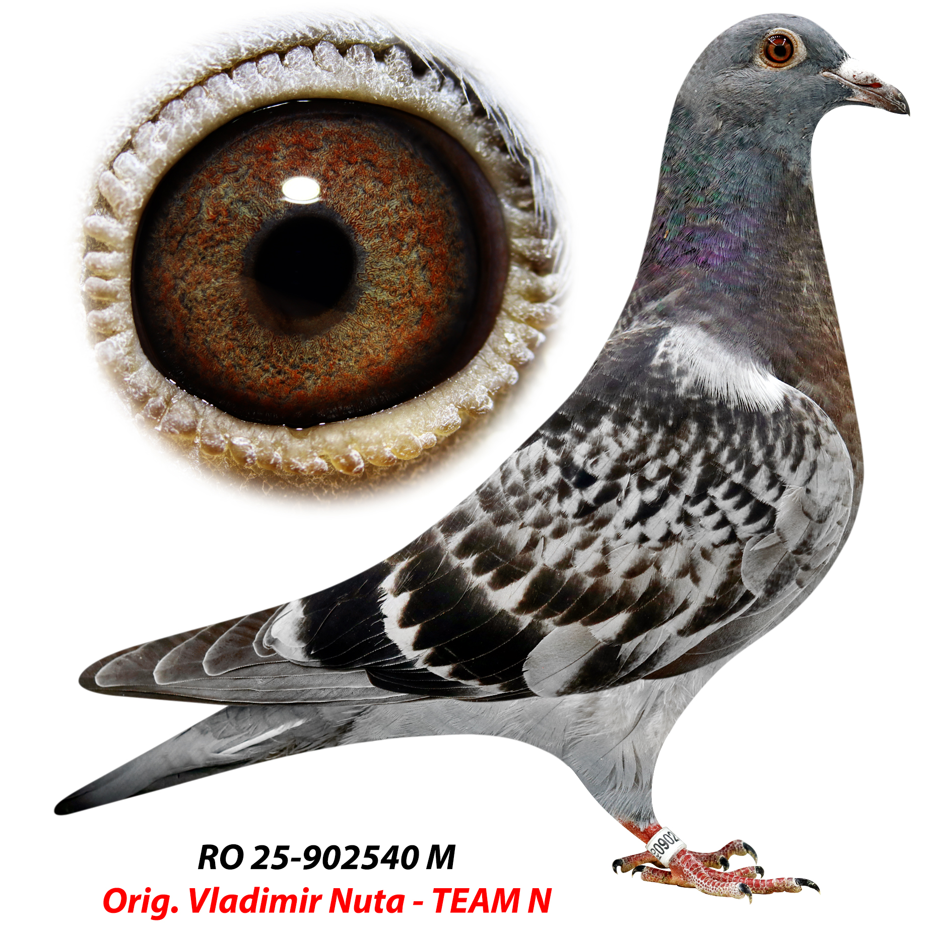 RO 25-0902540