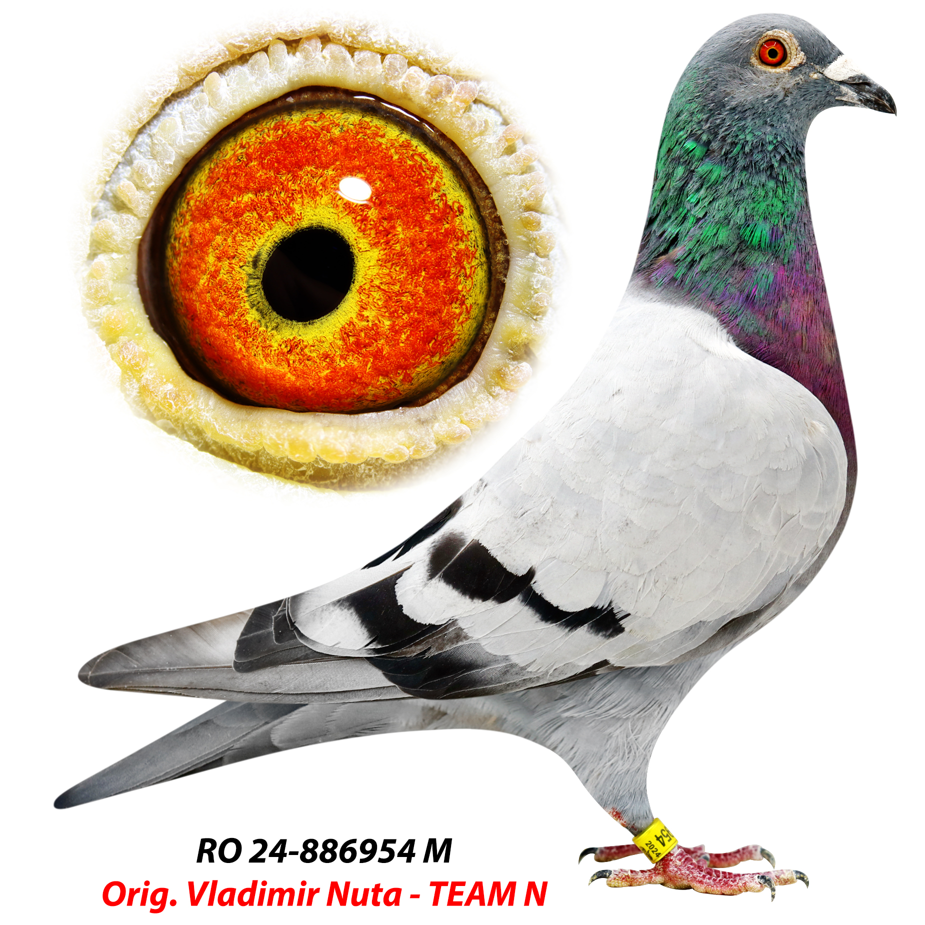 RO 24-0886954
