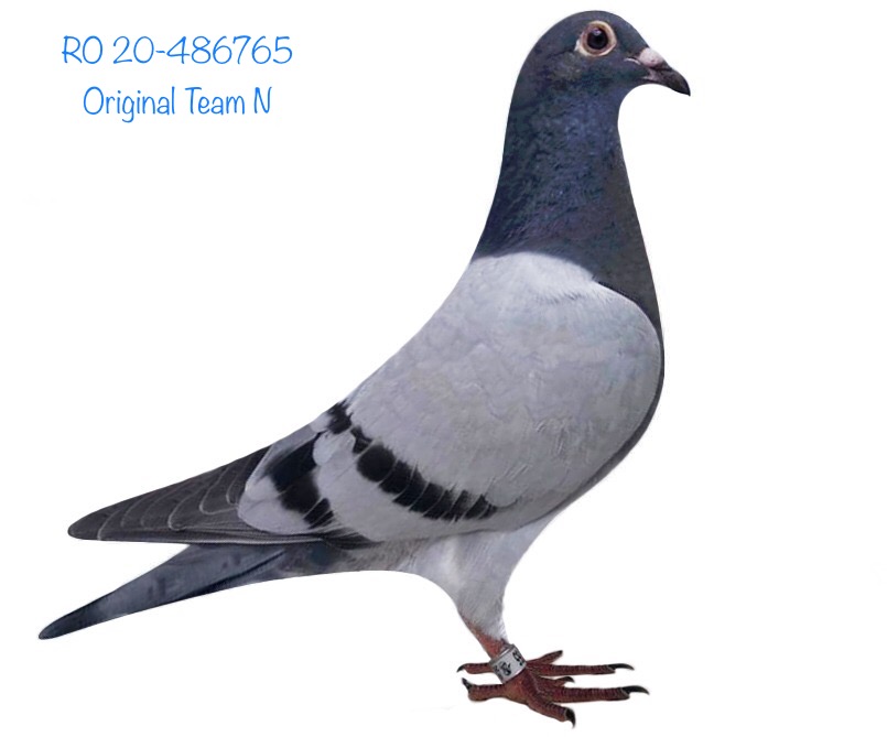RO 20-486765 RO 20-486765