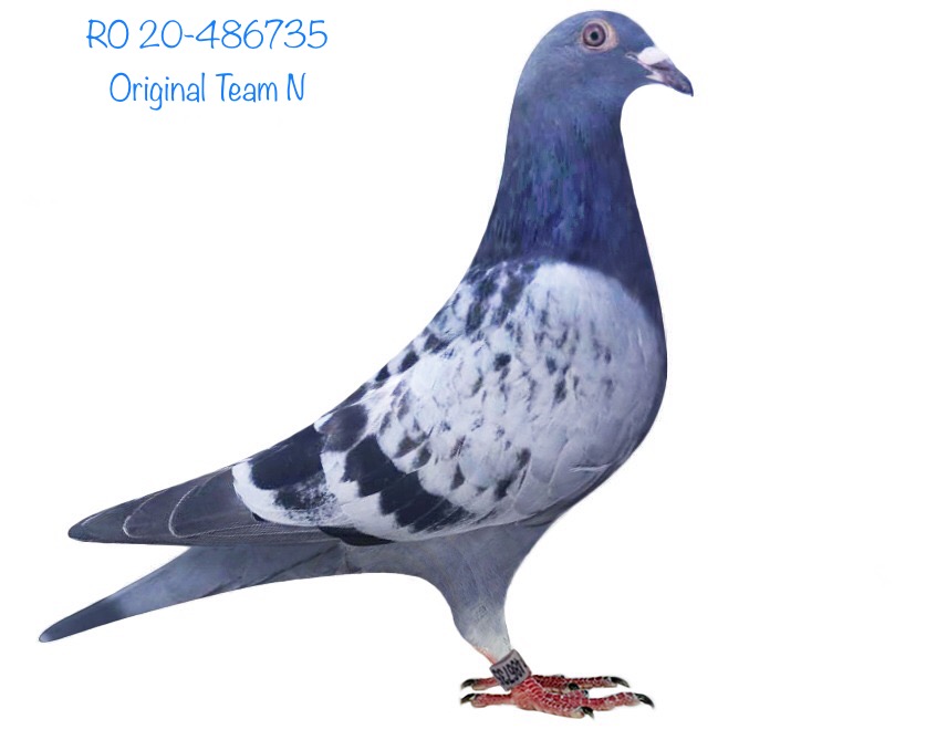 RO 20-486735 RO 20-486735