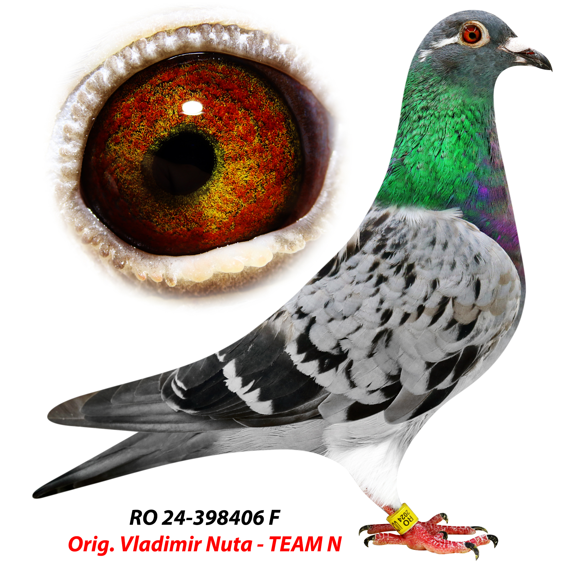 Ro 24-398406