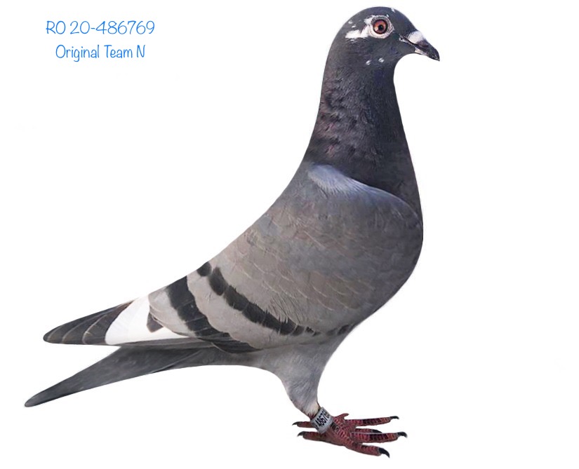 RO 20-486769 RO 20-486769